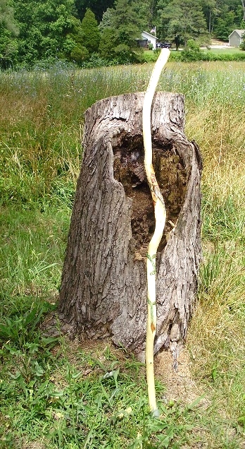 Hand Carved Walking Stick  Wood Carvings 